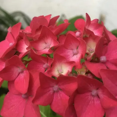 Bed & Breakfast An Der Kastanie Wiesmoor